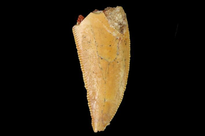 Serrated, Raptor Tooth - Real Dinosaur Tooth #158977
